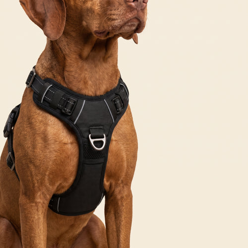 WITHERS No-Pull Harness