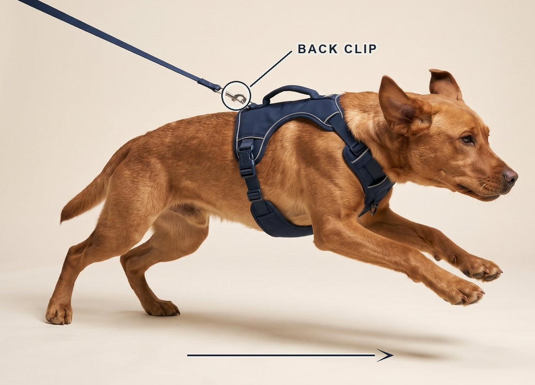 Back clip harness diagram